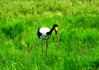 photo/kenya/masaimara2011/kenya2011_Birds/kenya2011_birds15.jpg