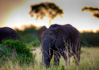 photo/kenya/masaimara2011/kenya2011_Elephant/kenya2011_Elephant01.jpg