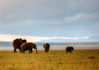 photo/kenya/masaimara2011/kenya2011_Elephant/kenya2011_Elephant02.jpg