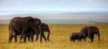 photo/kenya/masaimara2011/kenya2011_Elephant/kenya2011_Elephant03.jpg