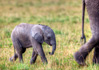 photo/kenya/masaimara2011/kenya2011_Elephant/kenya2011_Elephant07.jpg