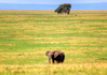 photo/kenya/masaimara2011/kenya2011_Elephant/kenya2011_Elephant09.jpg