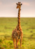 photo/kenya/masaimara2011/kenya2011_Giraffe/kenya2011_Giraffe01.jpg
