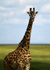 photo/kenya/masaimara2011/kenya2011_Giraffe/kenya2011_Giraffe03.jpg