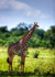 photo/kenya/masaimara2011/kenya2011_Giraffe/kenya2011_Giraffe04.jpg