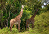 photo/kenya/masaimara2011/kenya2011_Giraffe/kenya2011_Giraffe05.jpg