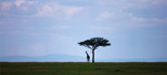 photo/kenya/masaimara2011/kenya2011_Giraffe/kenya2011_Giraffe07.jpg