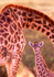 photo/kenya/masaimara2011/kenya2011_Giraffe/kenya2011_Giraffe08.jpg