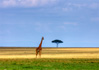 photo/kenya/masaimara2011/kenya2011_Giraffe/kenya2011_Giraffe11.jpg