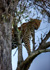 photo/kenya/masaimara2011/kenya2011_Leopard/kenya2011_Leopard21.jpg