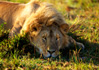 photo/kenya/masaimara2011/kenya2011_Lion/kenya2011_Lion02.jpg