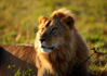 photo/kenya/masaimara2011/kenya2011_Lion/kenya2011_Lion03.jpg