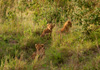 photo/kenya/masaimara2011/kenya2011_Lion/kenya2011_Lion09.jpg