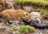 photo/kenya/masaimara2011/kenya2011_Lion/kenya2011_Lion16.jpg
