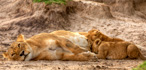 photo/kenya/masaimara2011/kenya2011_Lion/kenya2011_Lion24.jpg