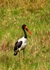 photo/kenya/masaimara2011/kenya2011_Birds/kenya2011_birds14.jpg