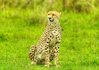 photo/kenya/masaimara2011/kenya2011_Cheetah/kenya2011_Cheetah01.jpg