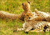 photo/kenya/masaimara2011/kenya2011_Cheetah/kenya2011_Cheetah02.jpg