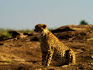photo/kenya/masaimara2011/kenya2011_Cheetah/kenya2011_Cheetah03.jpg