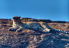 photo/kenya/masaimara2011/kenya2011_Cheetah/kenya2011_Cheetah04.jpg