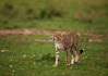 photo/kenya/masaimara2011/kenya2011_Cheetah/kenya2011_Cheetah05.jpg
