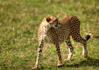 photo/kenya/masaimara2011/kenya2011_Cheetah/kenya2011_Cheetah08.jpg
