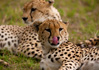 photo/kenya/masaimara2011/kenya2011_Cheetah/kenya2011_Cheetah11.jpg