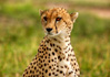 photo/kenya/masaimara2011/kenya2011_Cheetah/kenya2011_Cheetah12.jpg