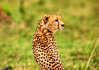 photo/kenya/masaimara2011/kenya2011_Cheetah/kenya2011_Cheetah13.jpg