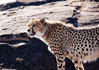 photo/kenya/masaimara2011/kenya2011_Cheetah/kenya2011_Cheetah15.jpg