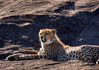 photo/kenya/masaimara2011/kenya2011_Cheetah/kenya2011_Cheetah16.jpg