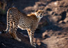 photo/kenya/masaimara2011/kenya2011_Cheetah/kenya2011_Cheetah17.jpg