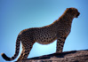 photo/kenya/masaimara2011/kenya2011_Cheetah/kenya2011_Cheetah18.jpg