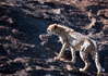 photo/kenya/masaimara2011/kenya2011_Cheetah/kenya2011_Cheetah19.jpg