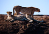 photo/kenya/masaimara2011/kenya2011_Cheetah/kenya2011_Cheetah20.jpg