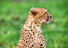 photo/kenya/masaimara2011/kenya2011_Cheetah/kenya2011_Cheetah21.jpg