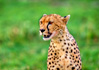 photo/kenya/masaimara2011/kenya2011_Cheetah/kenya2011_Cheetah22.jpg