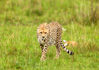photo/kenya/masaimara2011/kenya2011_Cheetah/kenya2011_Cheetah25.jpg