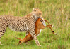 photo/kenya/masaimara2011/kenya2011_Cheetah/kenya2011_Cheetah26.jpg