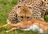 photo/kenya/masaimara2011/kenya2011_Cheetah/kenya2011_Cheetah27.jpg