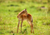 photo/kenya/masaimara2011/kenya2011_Impala_Gazelle/kenya2011_ImpalaGazelle05.jpg