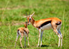 photo/kenya/masaimara2011/kenya2011_Impala_Gazelle/kenya2011_ImpalaGazelle09.jpg