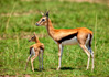 photo/kenya/masaimara2011/kenya2011_Impala_Gazelle/kenya2011_ImpalaGazelle10.jpg