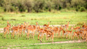 photo/kenya/masaimara2011/kenya2011_Impala_Gazelle/kenya2011_ImpalaGazelle12.jpg