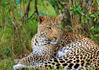 photo/kenya/masaimara2011/kenya2011_Leopard/kenya2011_Leopard01.jpg