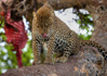 photo/kenya/masaimara2011/kenya2011_Leopard/kenya2011_Leopard02.jpg