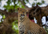 photo/kenya/masaimara2011/kenya2011_Leopard/kenya2011_Leopard03.jpg