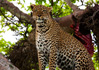 photo/kenya/masaimara2011/kenya2011_Leopard/kenya2011_Leopard04.jpg