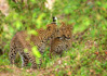 photo/kenya/masaimara2011/kenya2011_Leopard/kenya2011_Leopard07.jpg