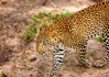 photo/kenya/masaimara2011/kenya2011_Leopard/kenya2011_Leopard08.jpg